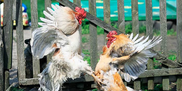 การรักษาความมั่นคงของประเทศบุคคล จับกลุ่มการชกมวยไก่บนดินแดนของสหรัฐอเมริกา