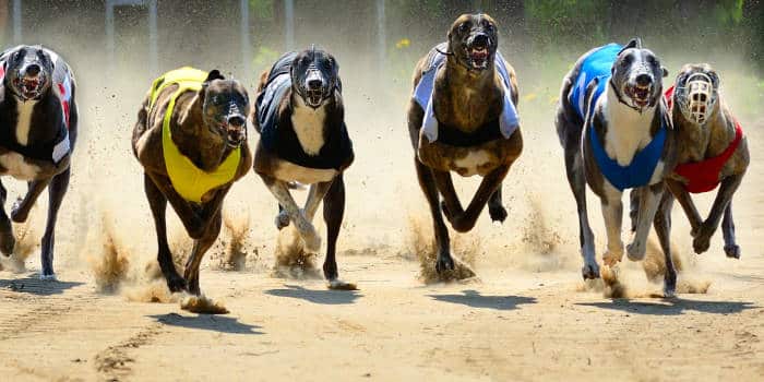 กฎหมาใหม่ในรัฐออริกอน ยุติการพนันกับ Greyhounds โดยการให้ความสำคัญกับเว็บไซต์ AWD